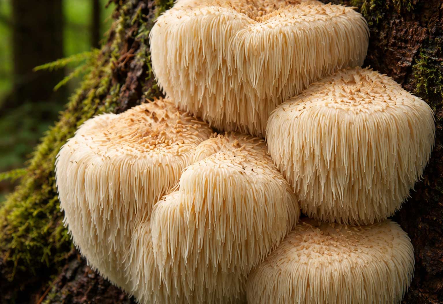 lions mane mushroom